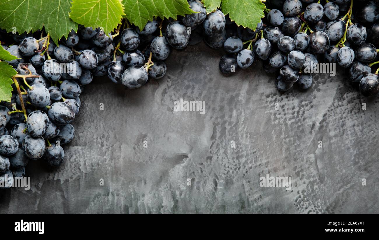 Rahmen aus Trauben. Schwarze saftige Trauben auf vintage dunklen Beton Hintergrund. Platz für Text oder Menü auf schwarzem Hintergrund kopieren. Rahmen Stockfoto