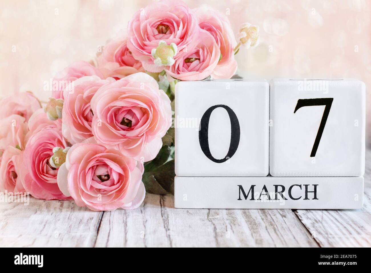 Weiße Holz-Kalenderblöcke mit dem Datum März 7th und rosa Ranunculus Blumen über einem Holztisch. Selektiver Fokus mit unscharfem Hintergrund. Stockfoto