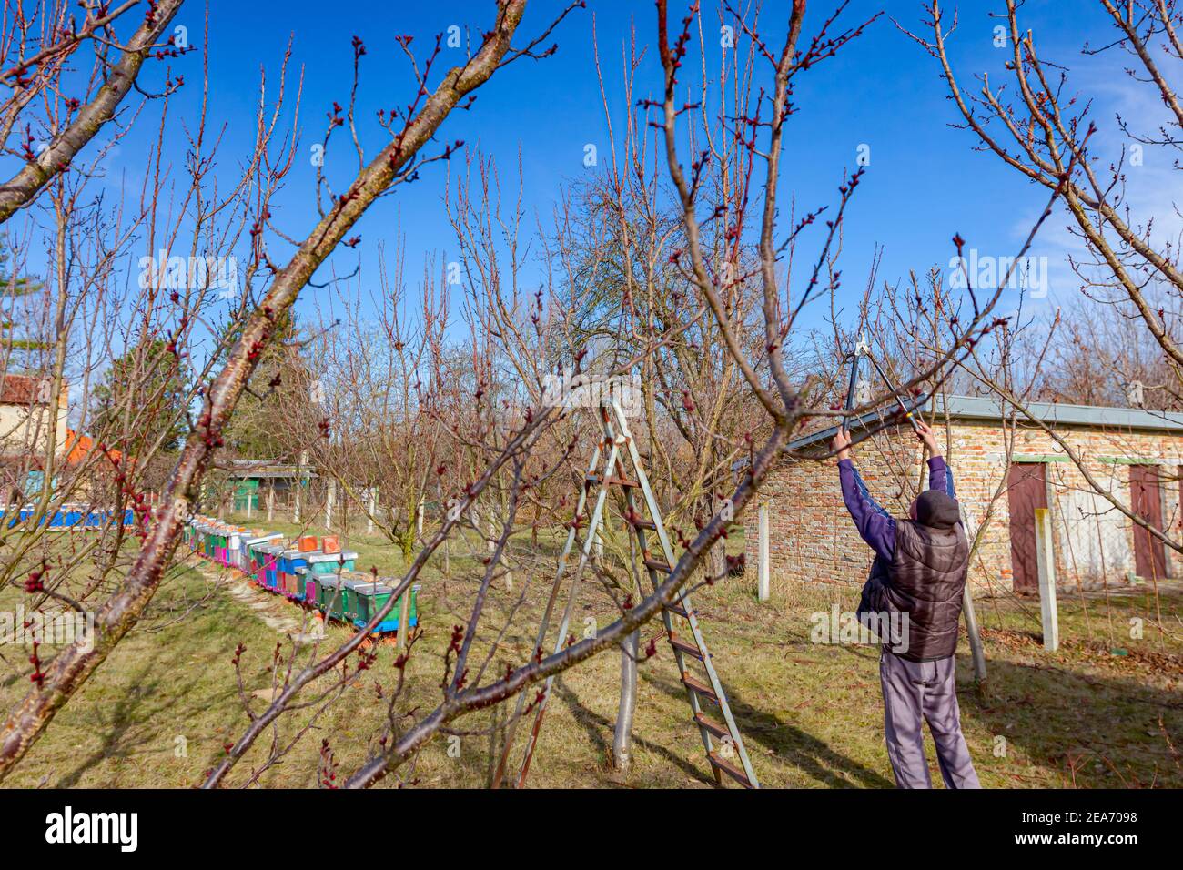 Älterer Landwirt, Gärtner beschneidet Zweige von Obstbäumen mit langen loppers im Obstgarten im frühen Frühjahr, in der Nähe von Bienenvolk, Bienenhaus. Stockfoto