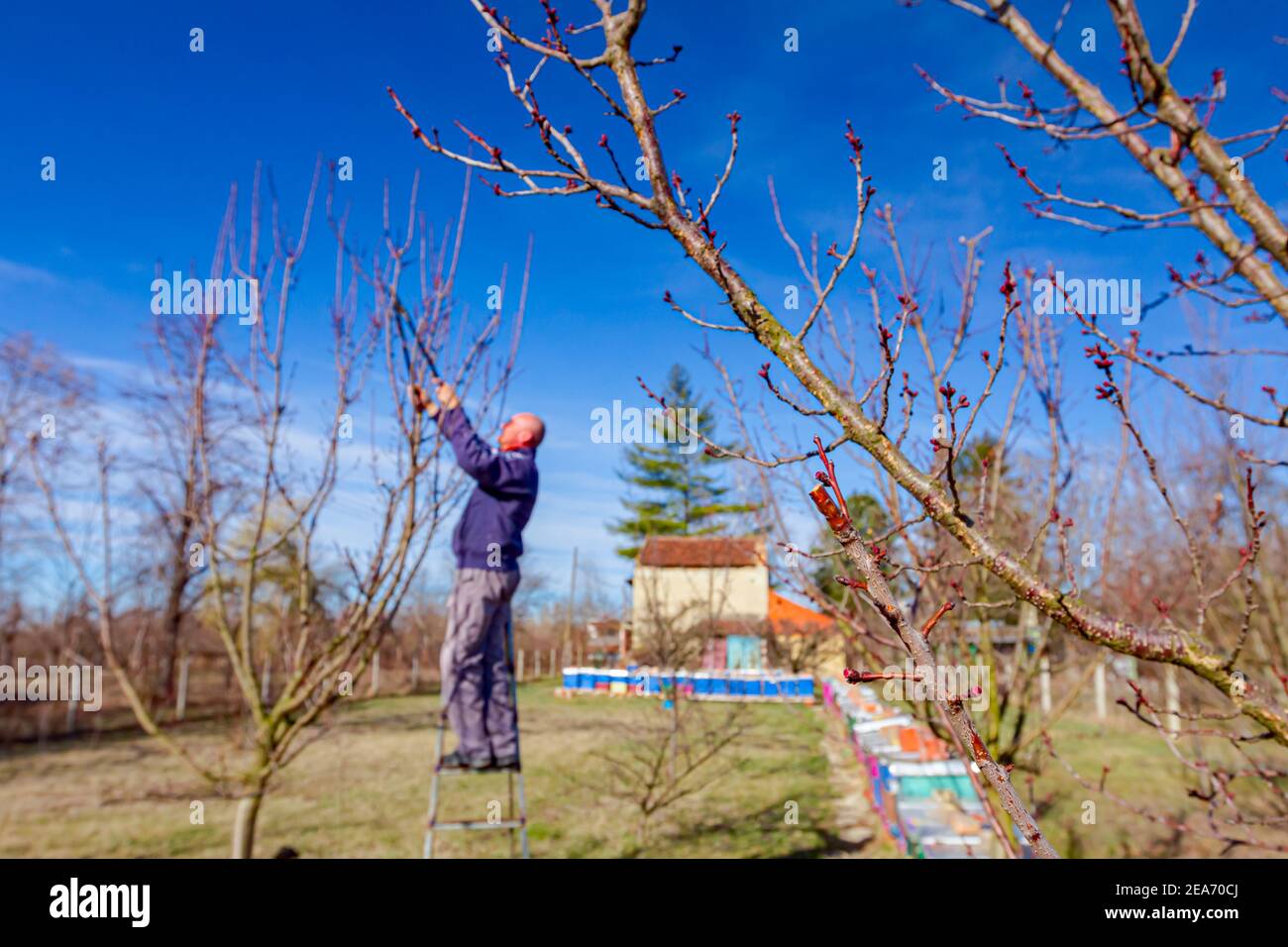 Bauer ist die Beschneidung Zweige von Obstbäumen im Obstgarten mit astscheren im frühen Frühling Tag mit Leitern. Stockfoto