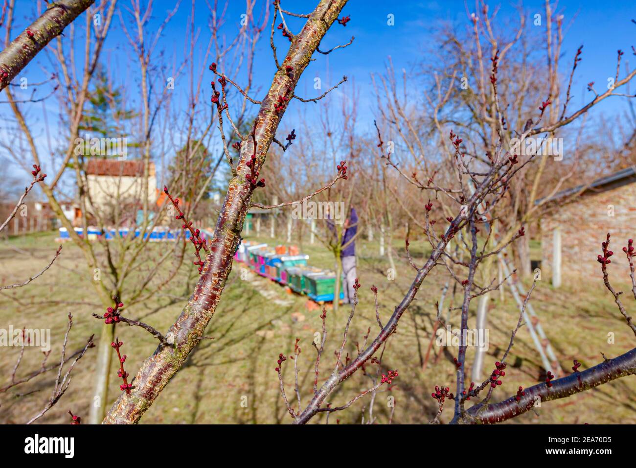 Älterer Landwirt, Gärtner beschneidet Zweige von Obstbäumen mit langen loppers im Obstgarten im frühen Frühjahr, in der Nähe von Bienenvolk, Bienenhaus. Stockfoto