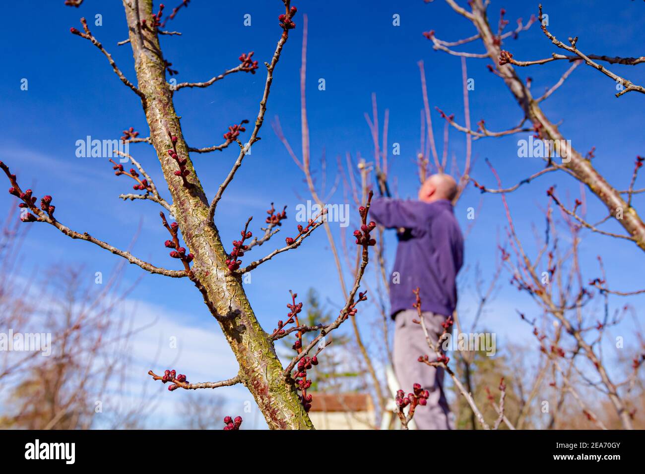 Älterer Landwirt, Gärtner schneidet Zweige von Obstbäumen mit langen loppers im Obstgarten im frühen Frühjahr. Stockfoto