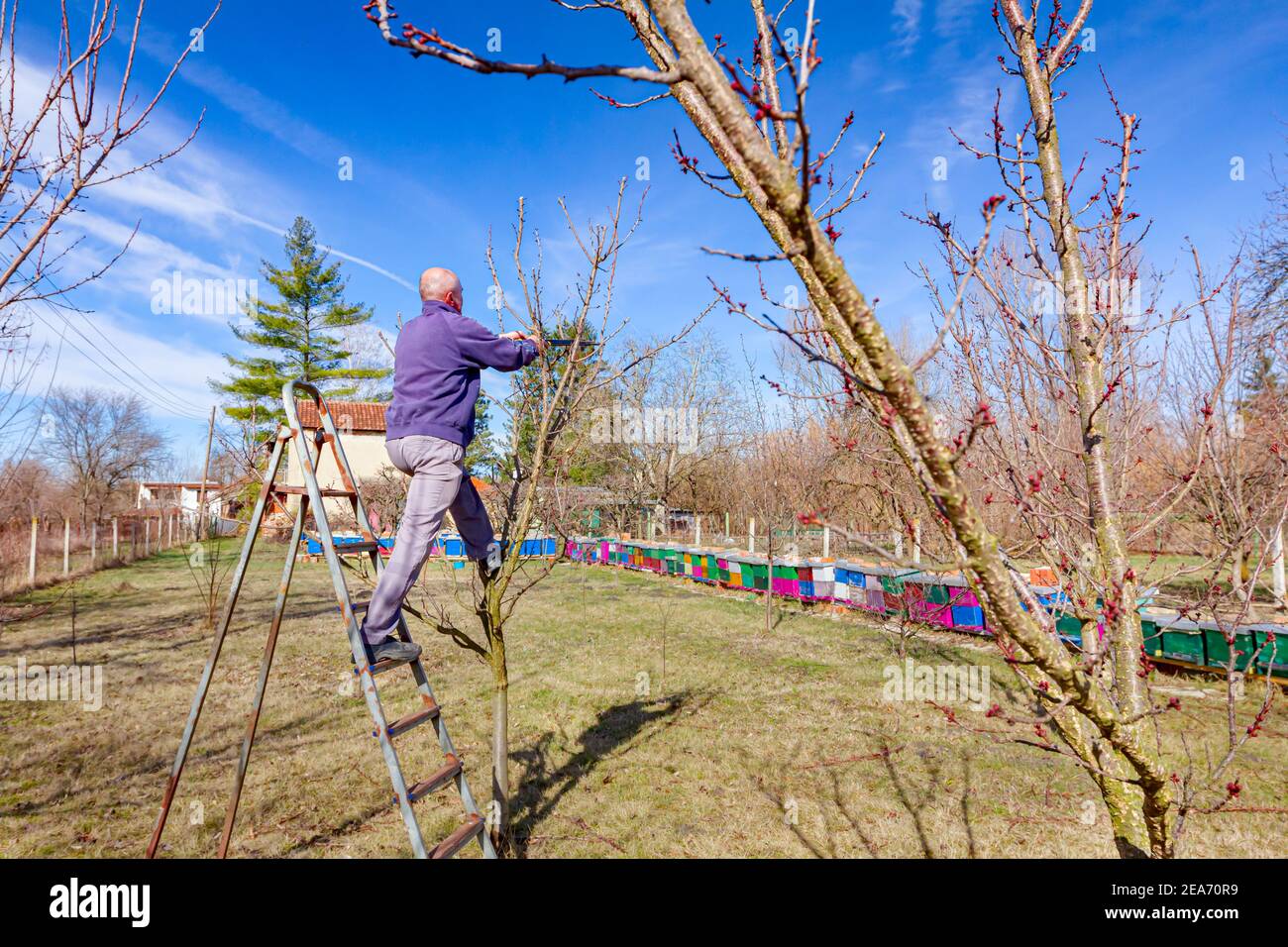 Bauer ist die Beschneidung Zweige von Obstbäumen im Obstgarten mit astscheren im frühen Frühling Tag mit Leitern. Stockfoto