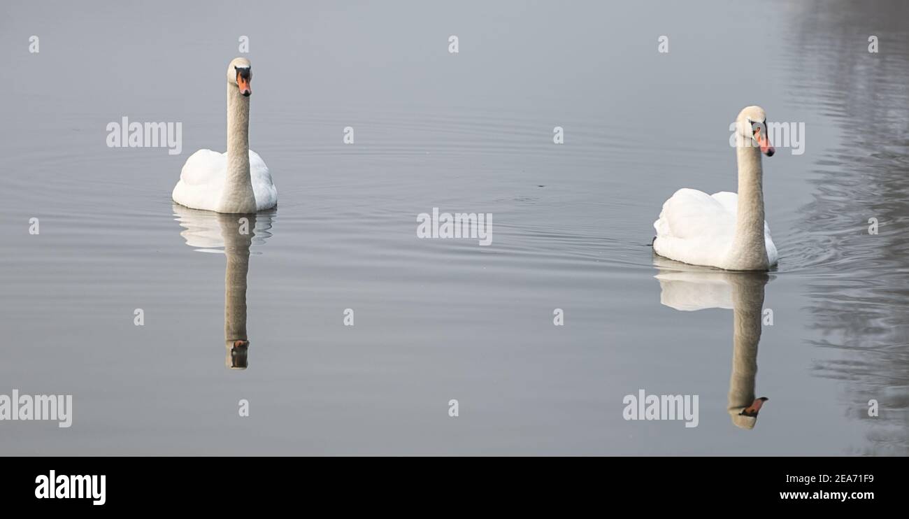 Swan Stockfoto