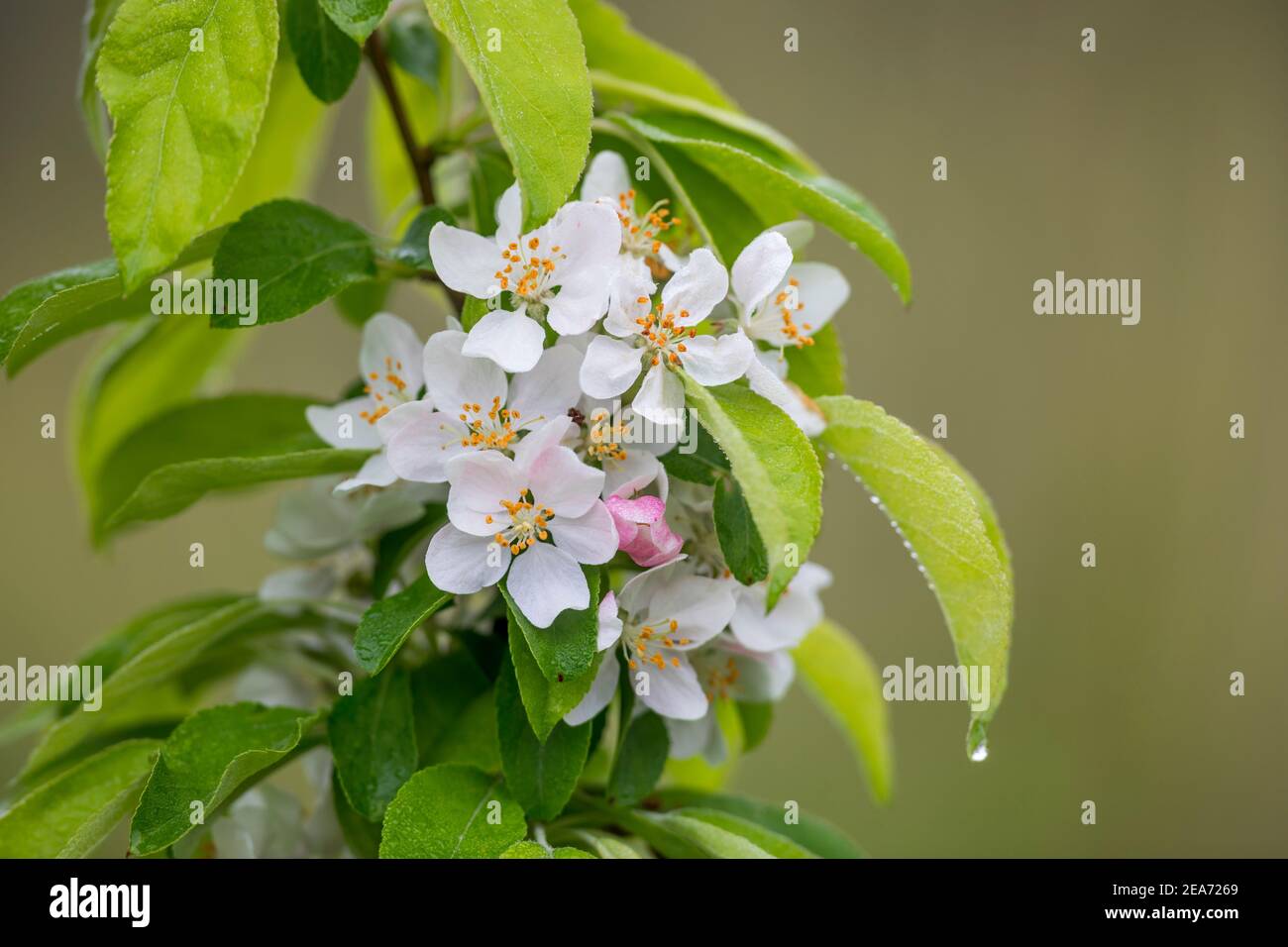 Crab Apple Blossom; Großbritannien Stockfoto