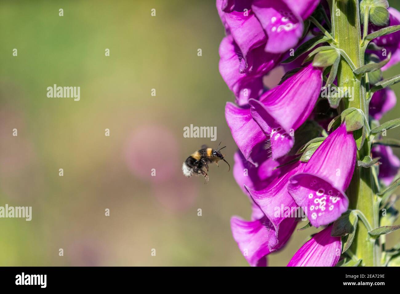 Garden Bumblebee; Bombus hortorum; bei Foxglove; Showing Tongue; Großbritannien Stockfoto