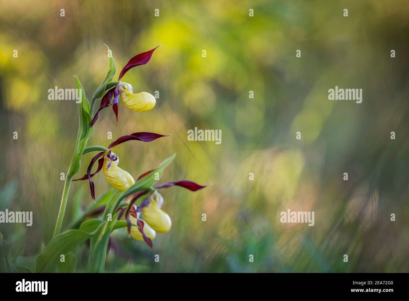 Lady's Slipper Orchid; Cypripedium calceolus; Blume; Großbritannien Stockfoto