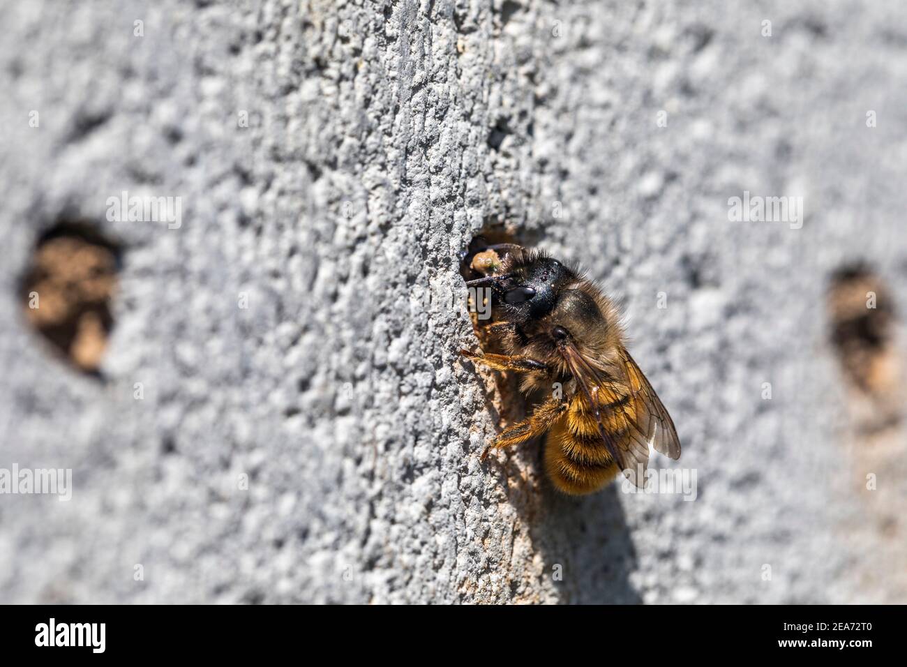 Red Mason Bee; Osmia bicornis; Stopfen es ist Loch; Großbritannien Stockfoto