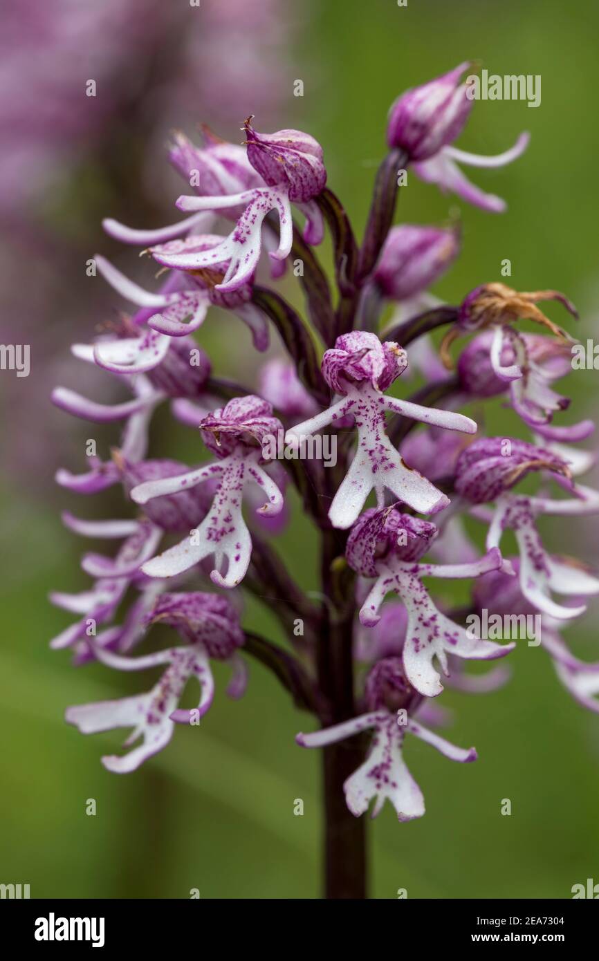 Affe Orchidee gekreuzt mit Lady Orchid; natürliche Hybride; UK Stockfoto