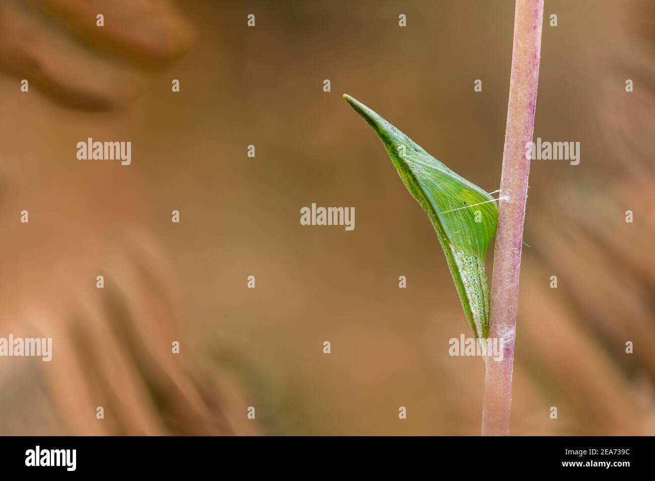 Orange Tip Chrysalis; Anthocharis cardamine; Großbritannien Stockfoto