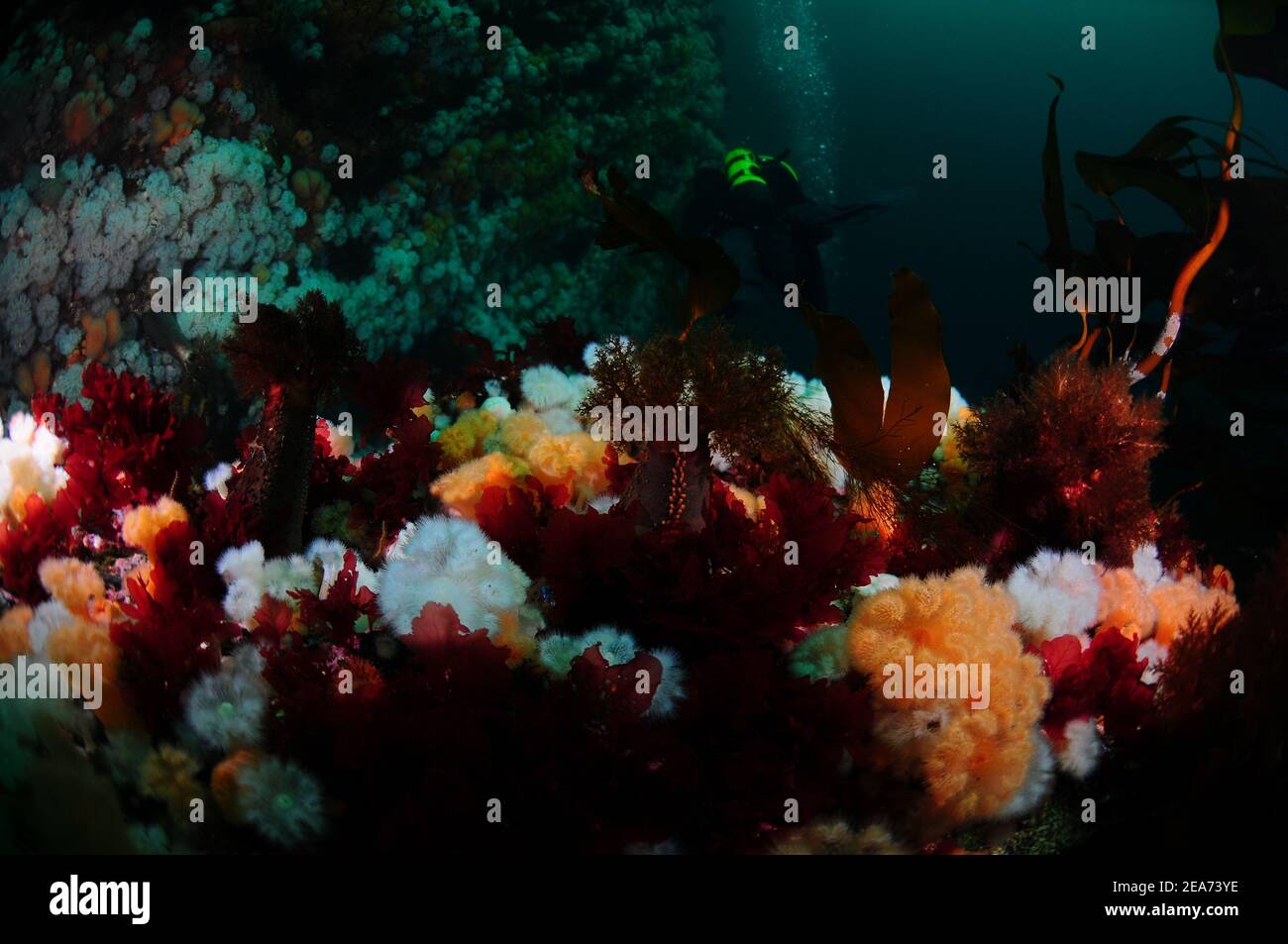 Nahaufnahme von Weichkorallen und Anemonen unter Wasser vom Tauchen in Saltstraumen, Norwegen Stockfoto