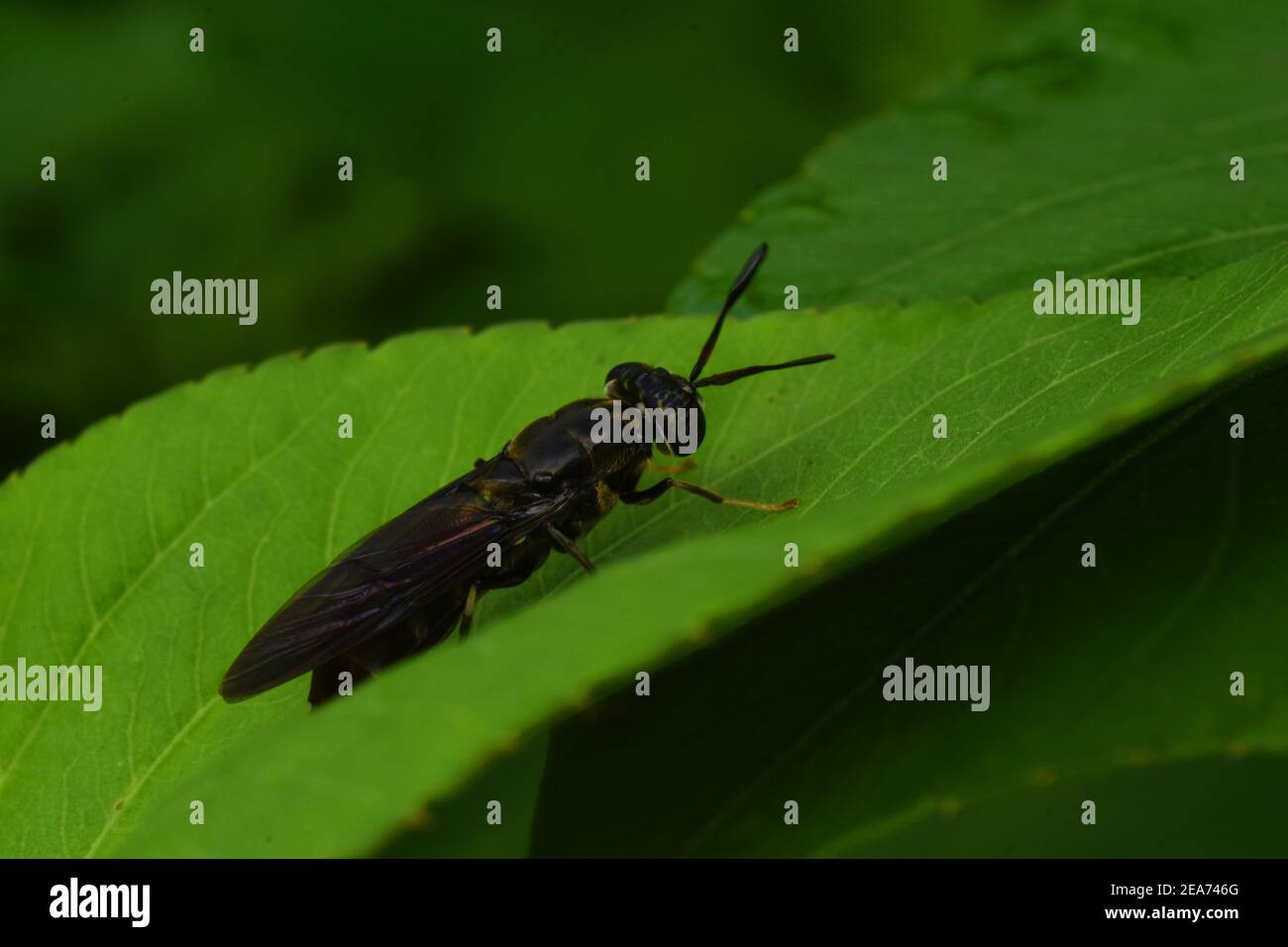 Der schwarze Soldat fliegt Stockfoto