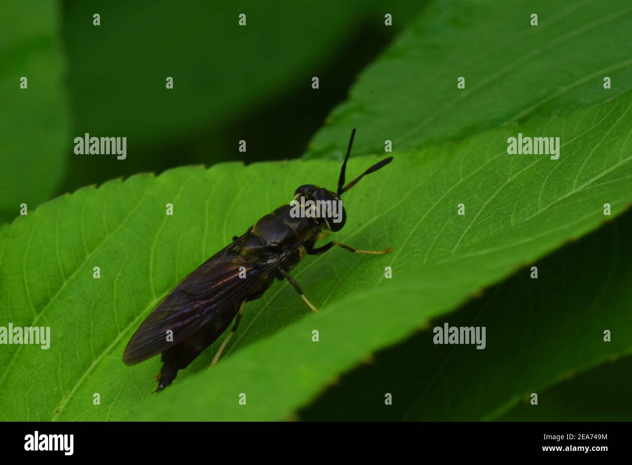 Der schwarze Soldat fliegt Stockfoto