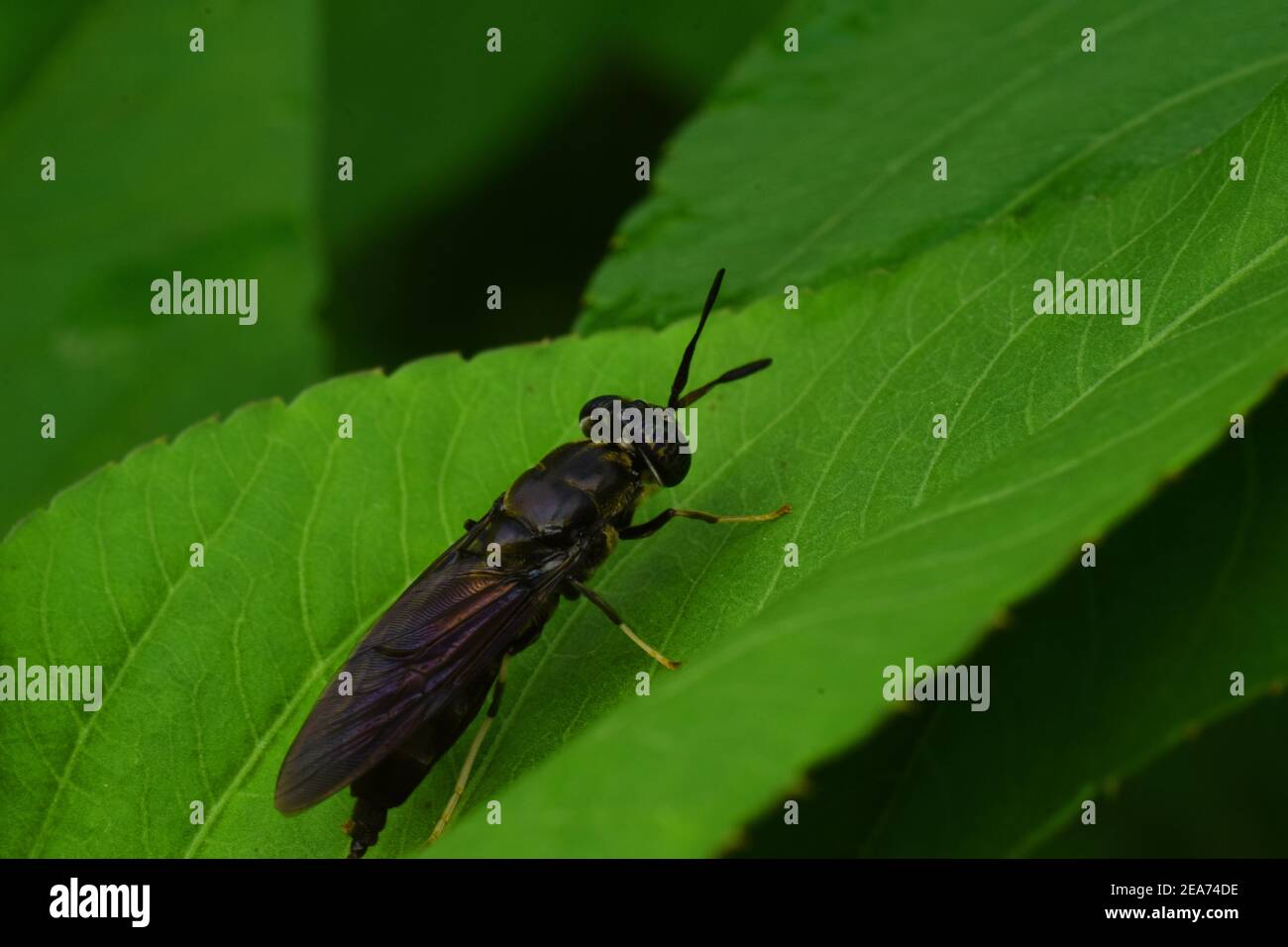 Der schwarze Soldat fliegt Stockfoto