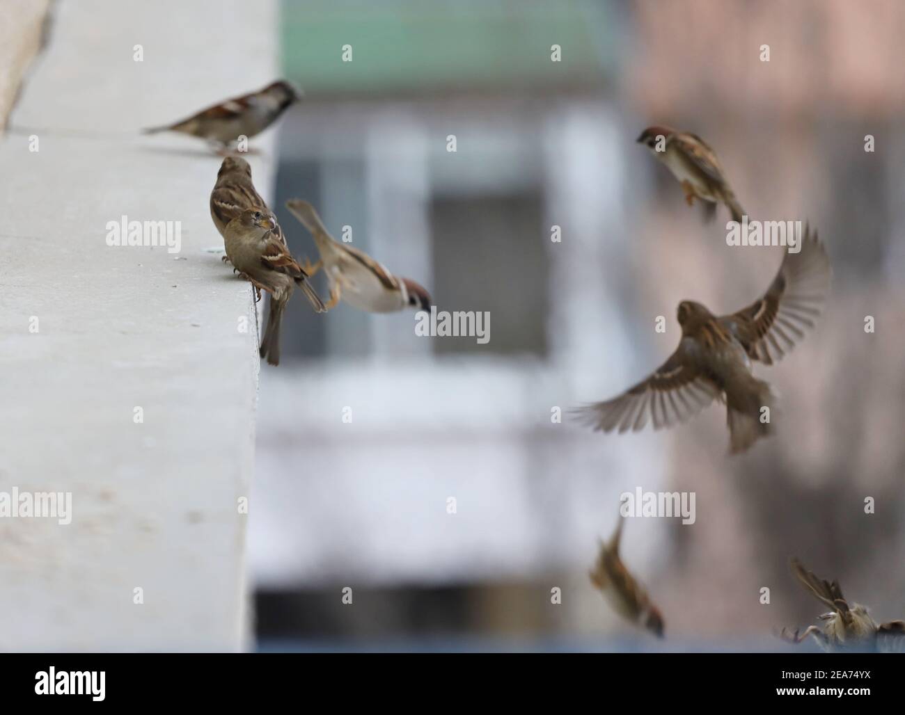 Ein Schwarm Sperlinge fressen Samen auf dem Geländer. Fliegende Spatzen. Stockfoto