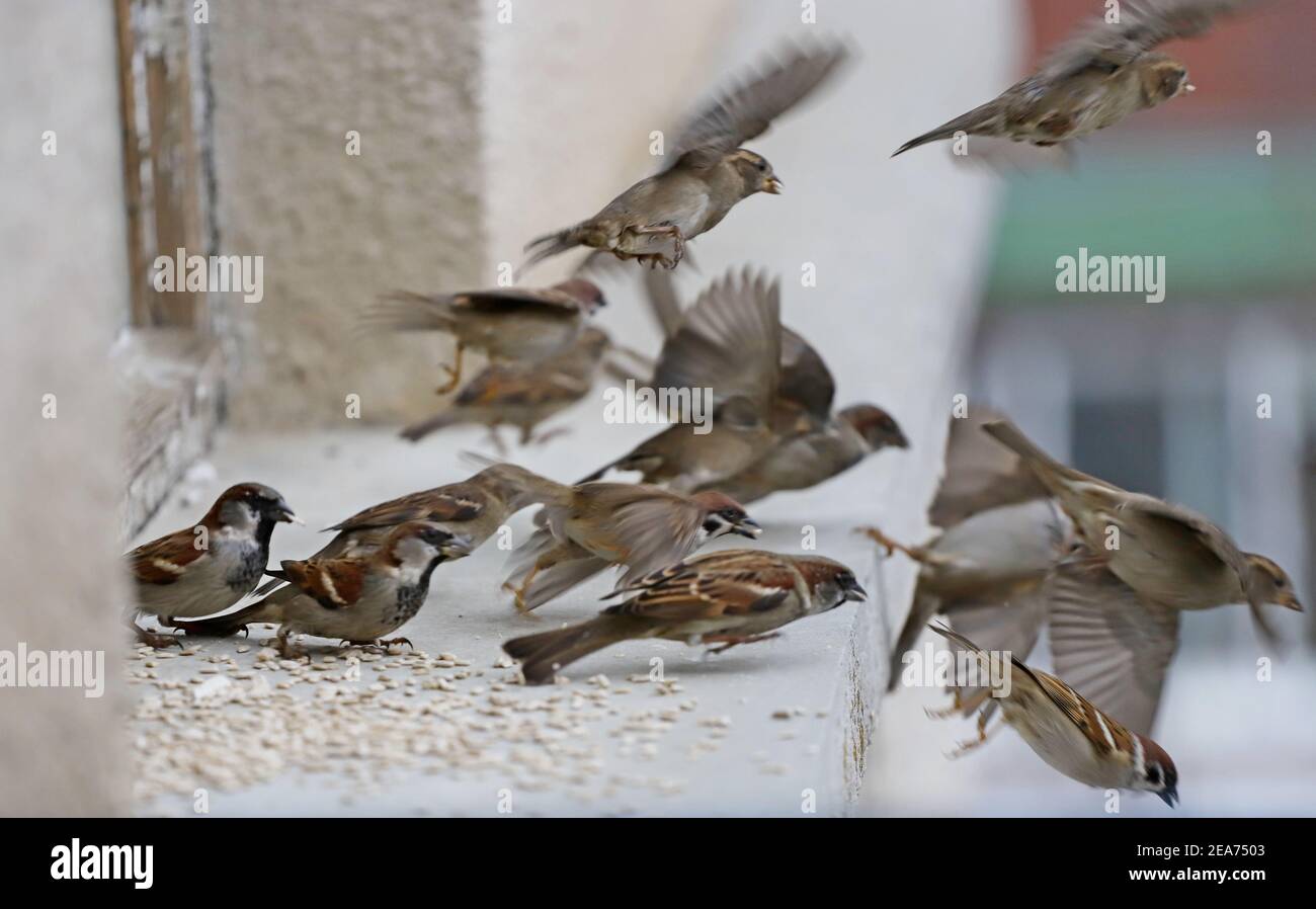 Ein Schwarm Sperlinge fressen Samen auf dem Geländer. Fliegende Spatzen. Selektiver Fokus Stockfoto