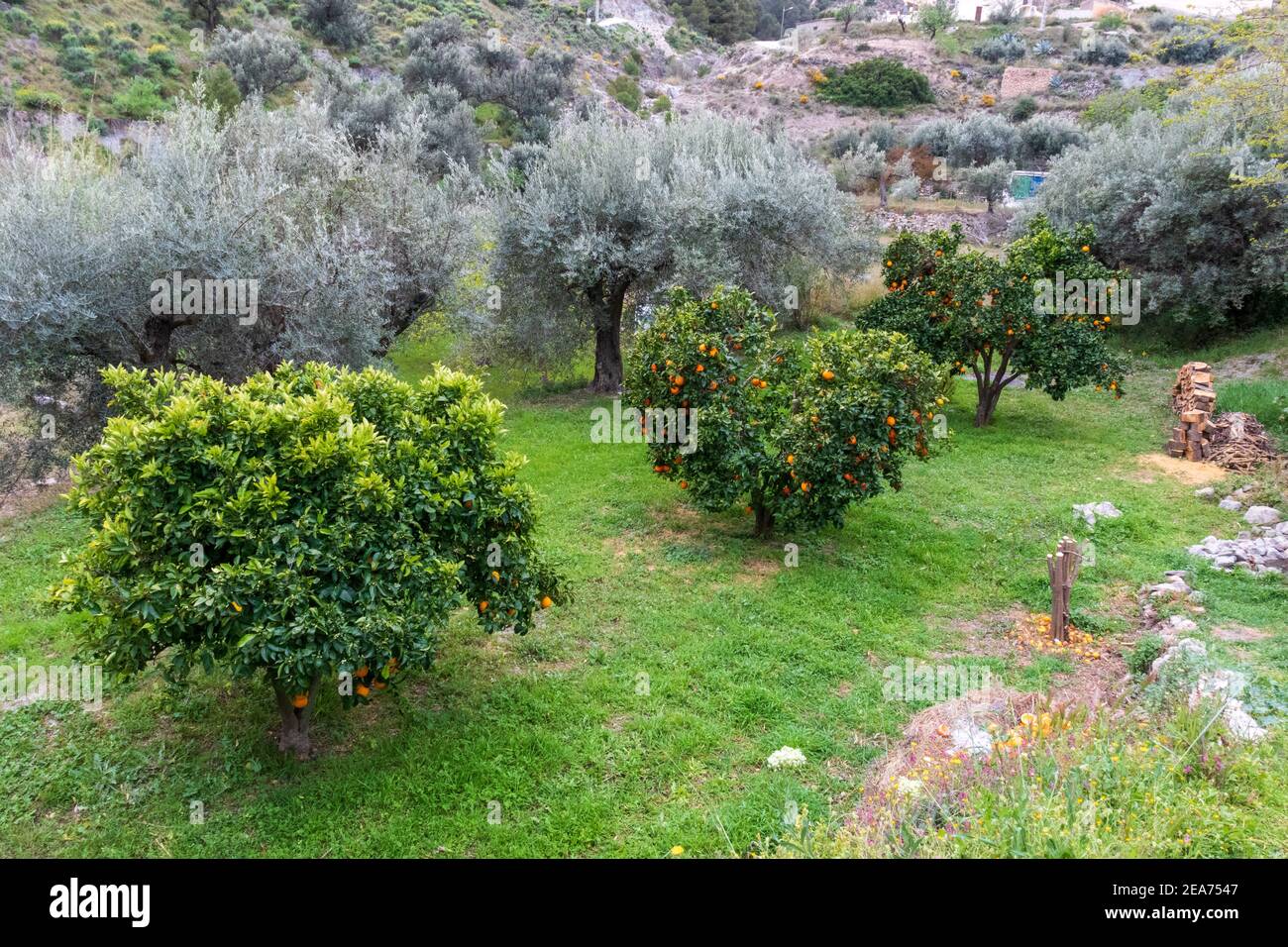 Citrus sinensis Orangenbäume und Olea europaea Olivenbäume in Ein kleines Feld Stockfoto