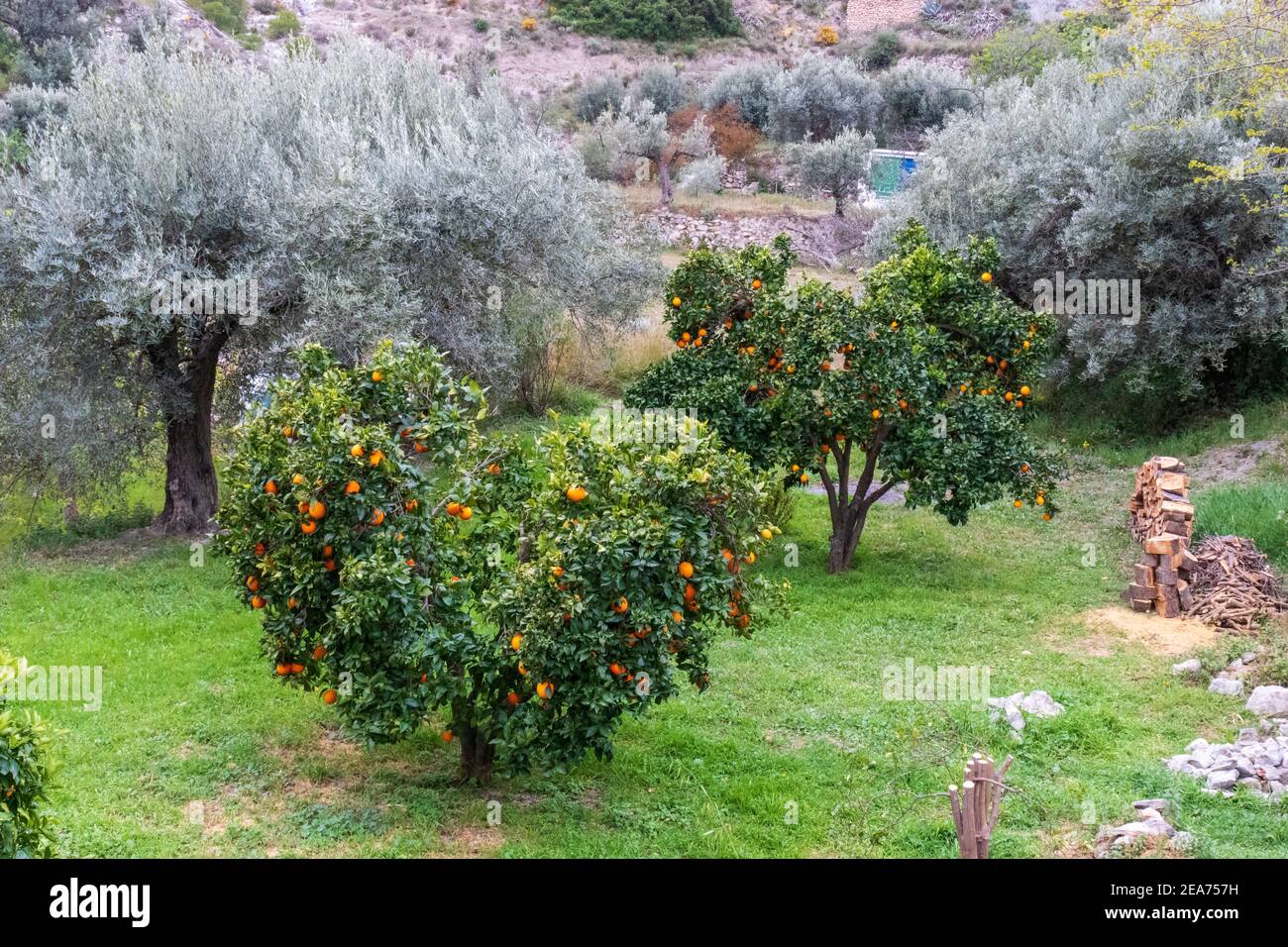 Citrus sinensis Orangenbäume und Olea europaea Olivenbäume in Ein kleines Feld Stockfoto