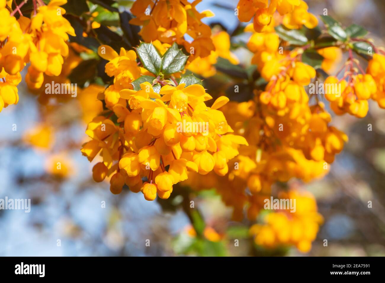 Darwins Berberitze blüht im Frühling in einem Garten Stockfoto