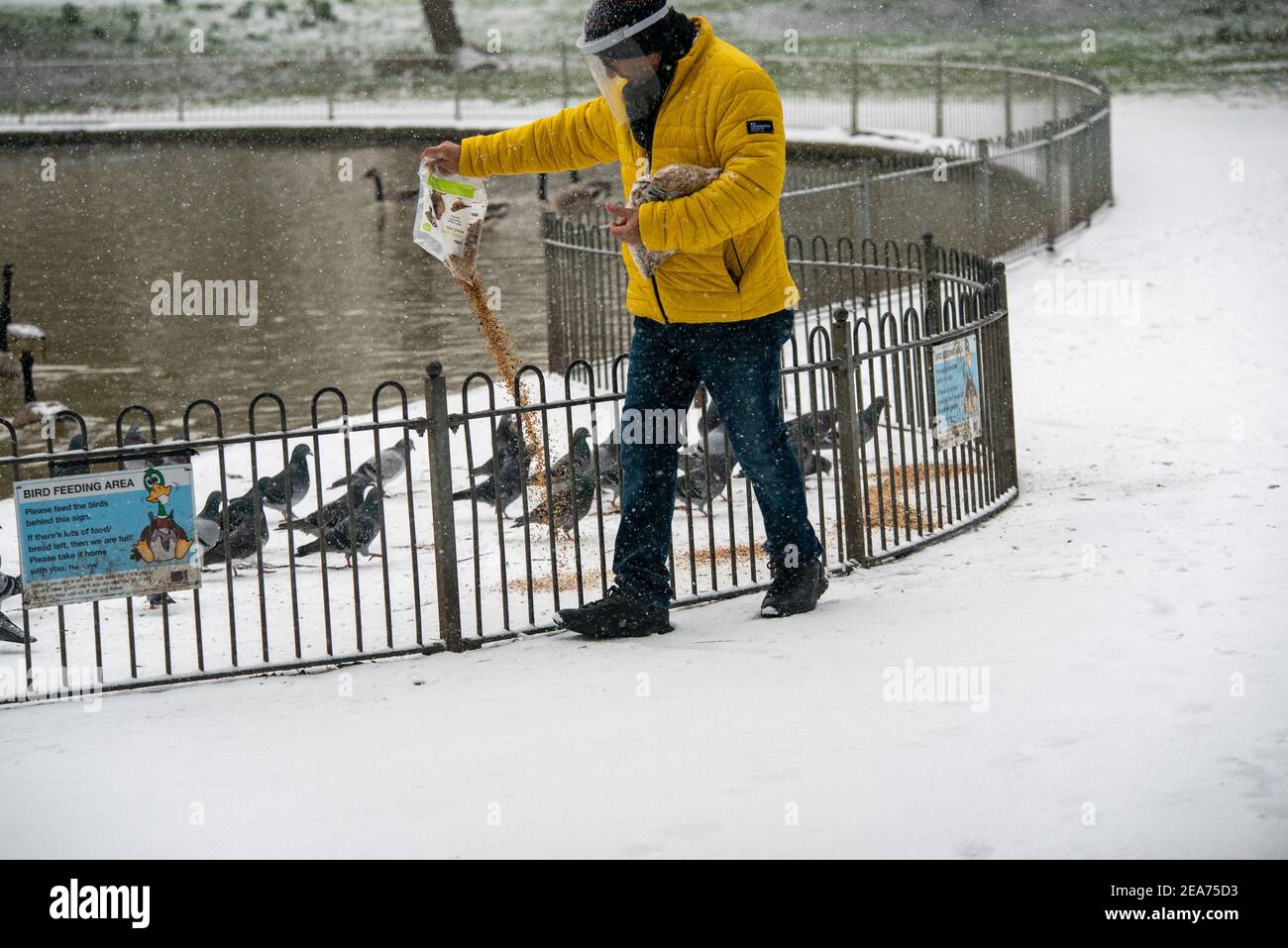 Royal Leamington Spa, Warwickshire, Großbritannien. 8th. Februar 2021: Der Mensch gießt den eiskalten Vögeln Samen. Kredit: Ryan Underwood / Alamy Live Nachrichten Stockfoto