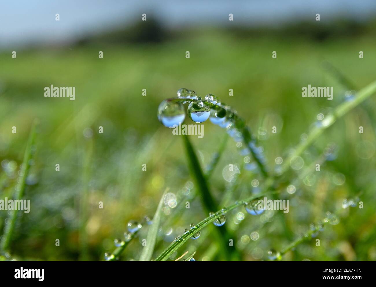Wassertropfen auf grünem Gras, reflektiert Pico Berg, Azoren Insel, Reiseziel zum Wandern. Stockfoto