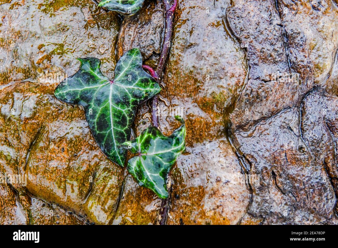 Efeu am Baumstamm - feuchte Hedera-Helix-Blätter - Efeublatt - Efeu Efeu - Blühende Pflanze Stockfoto