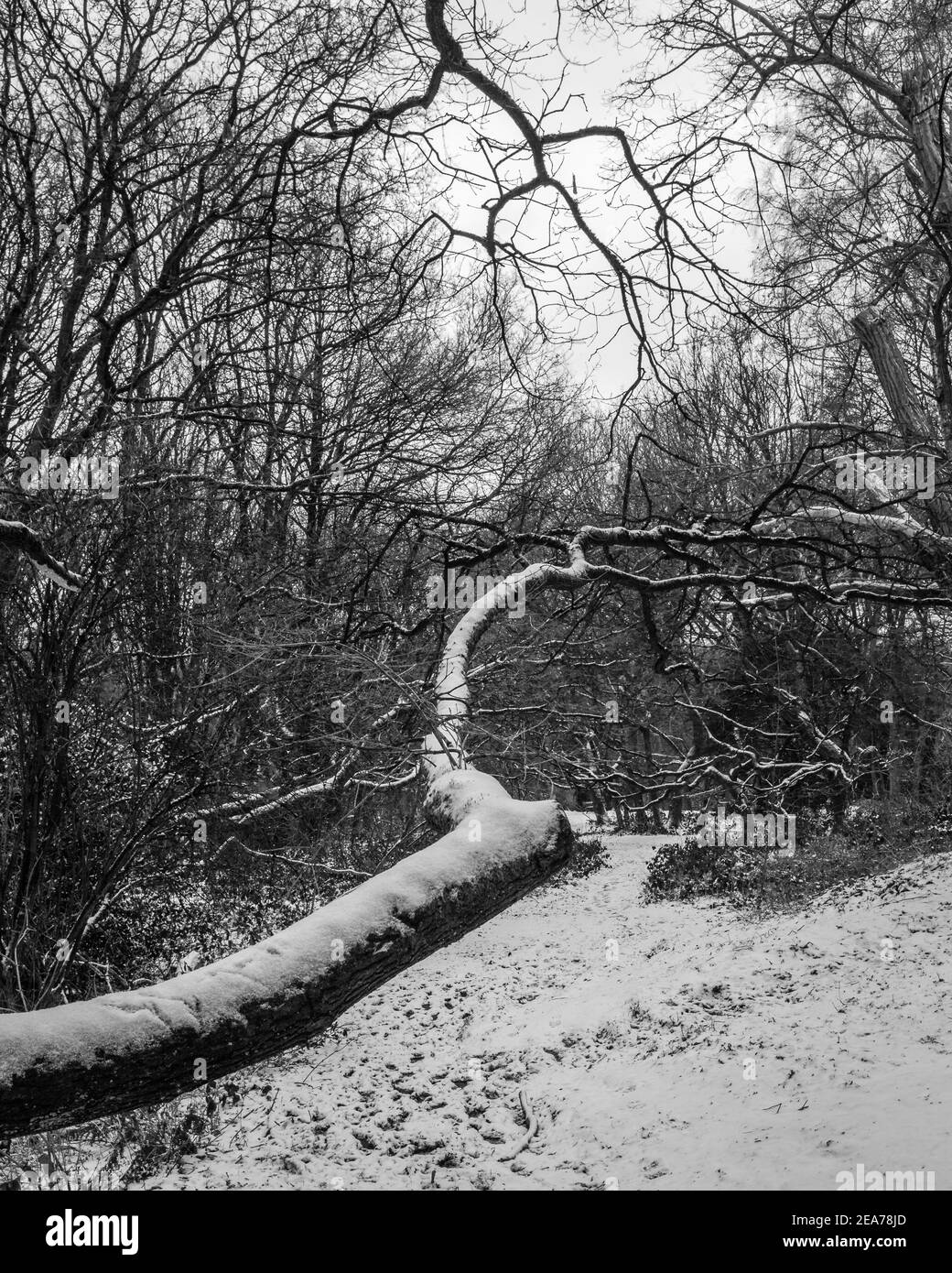 Eine Schneeszene in einem Wald während der Sperre in London. Stockfoto Eine Schneeszene in einem Wald während der Sperre in London. Stockfoto