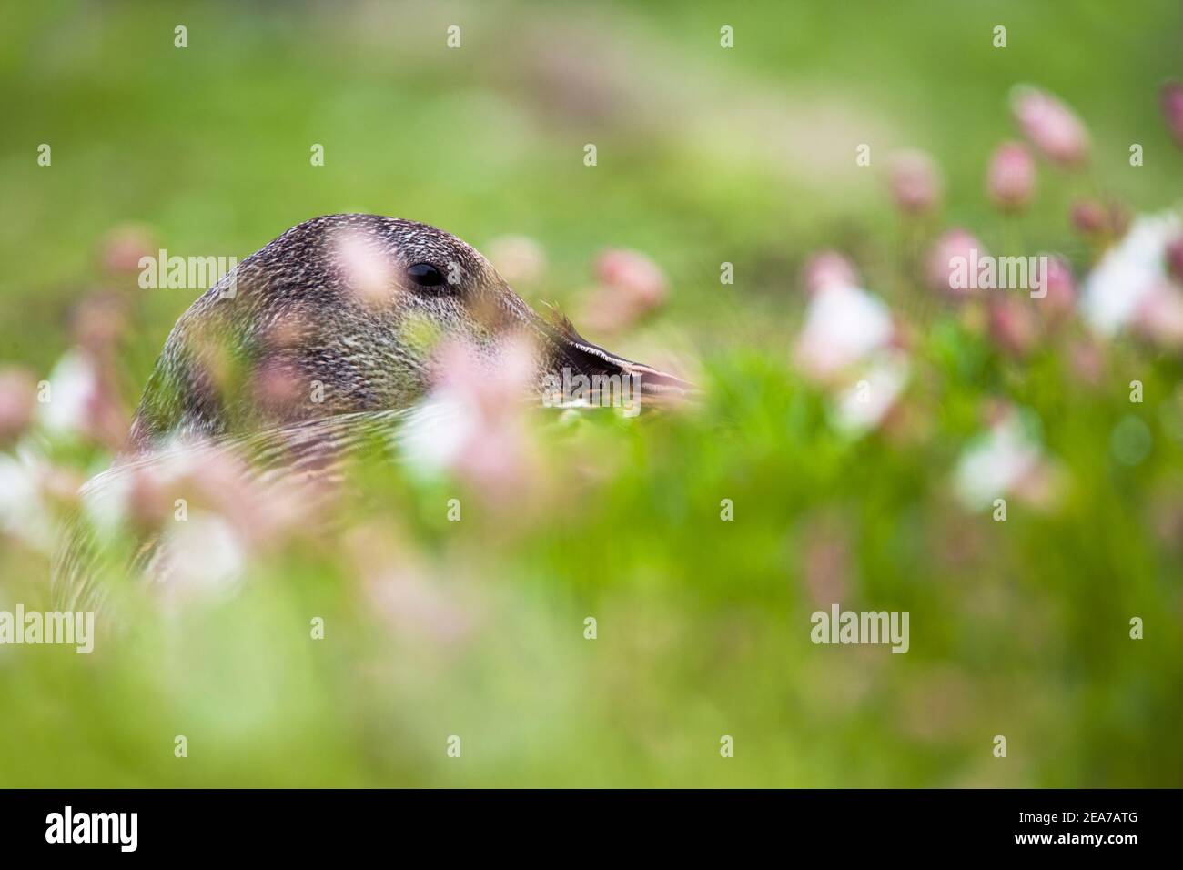 Eider (Somateria mollissima), Weibchen auf Nest, Isle of May, Firth of Forth, Schottland, Stockfoto