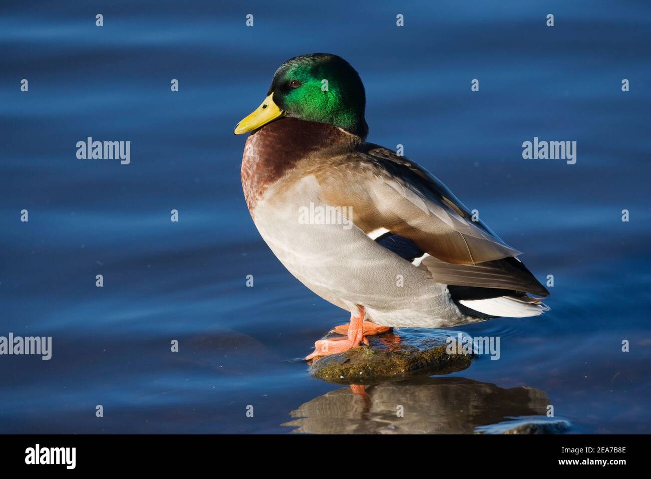 Mallard (Anas platyrhynchos), Martin Mere WWT Reserve, Lancashire, Großbritannien Stockfoto