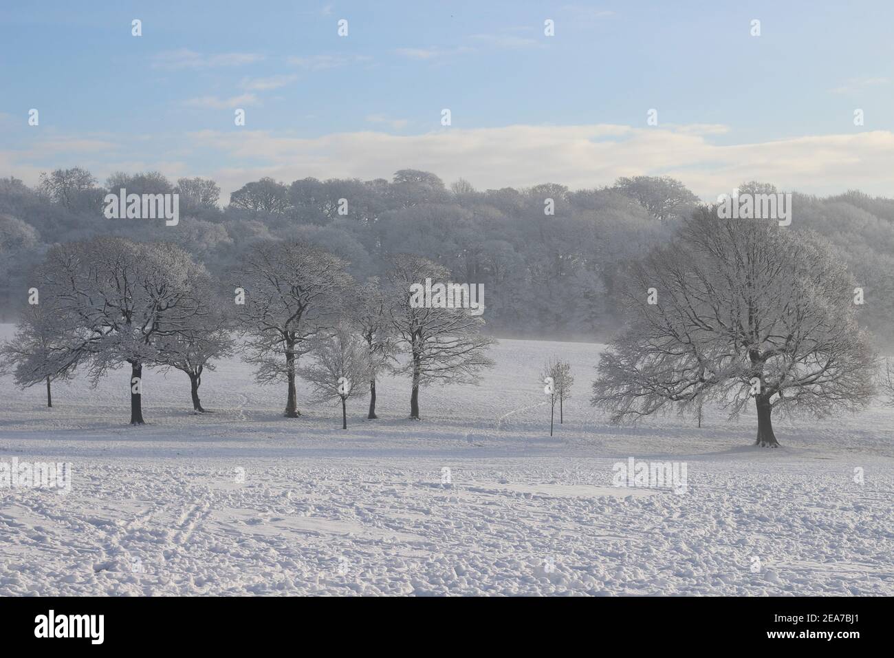 Bäume mit magischem Silberglühen an einem ruhigen Wintermorgen (Graves Park, Sheffield, UK) Stockfoto