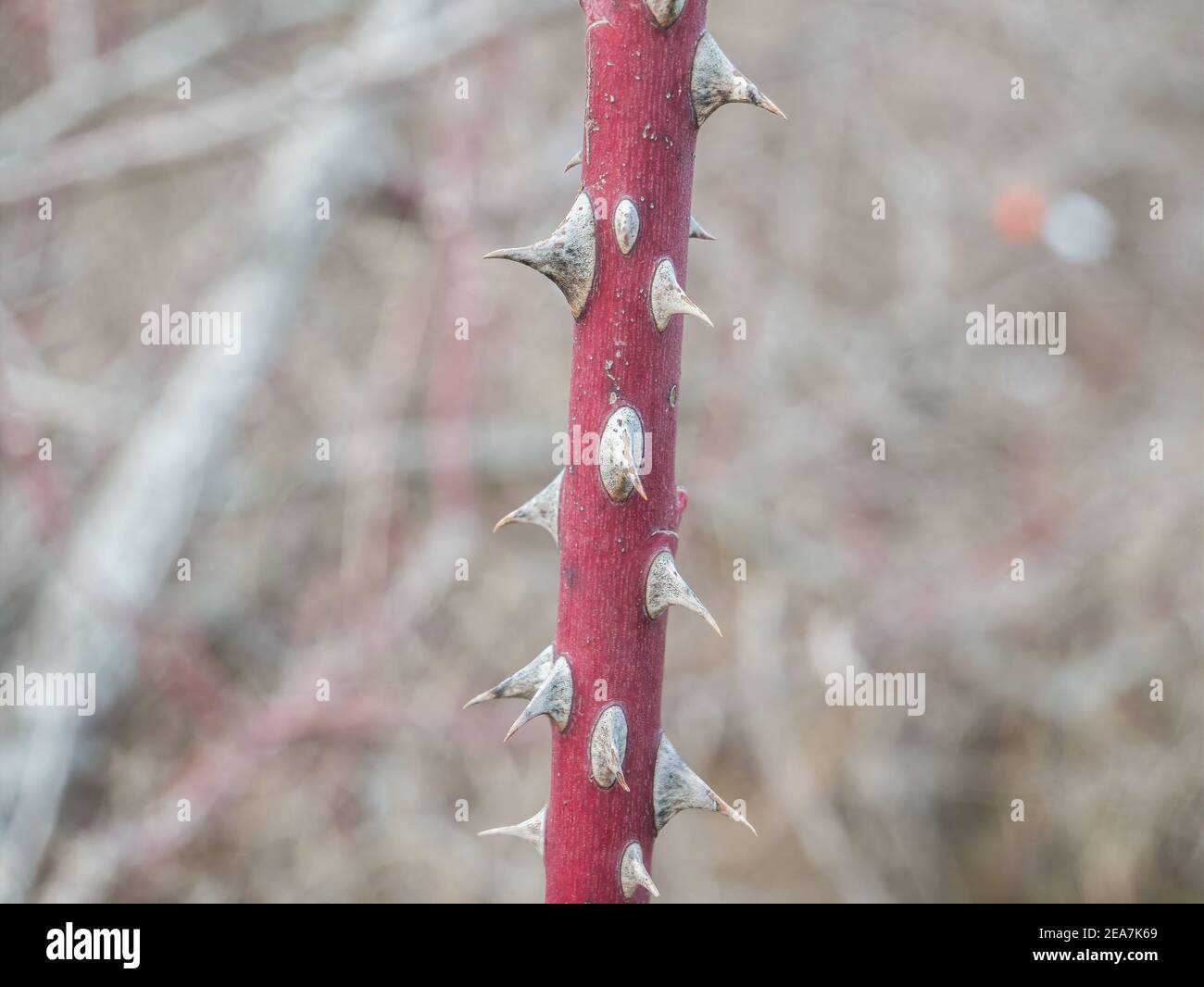Stiel aus Rosenbusch mit Dornen auf verschwommenem Hintergrund. Selektiver Fokus.Stem von Rosenbusch mit Dornen auf verschwommenem Hintergrund. Selektiver Fokus. Stockfoto