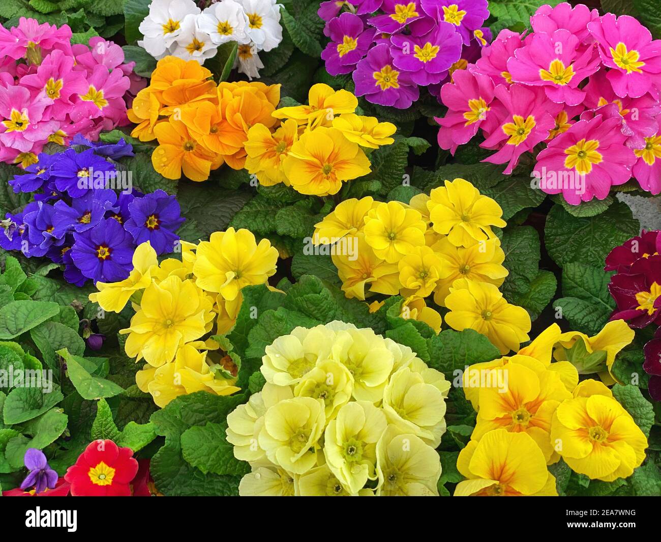Primula Blumen. Blumenhintergrund. Farbenfrohe, frische Frühlingskerzen Stockfoto
