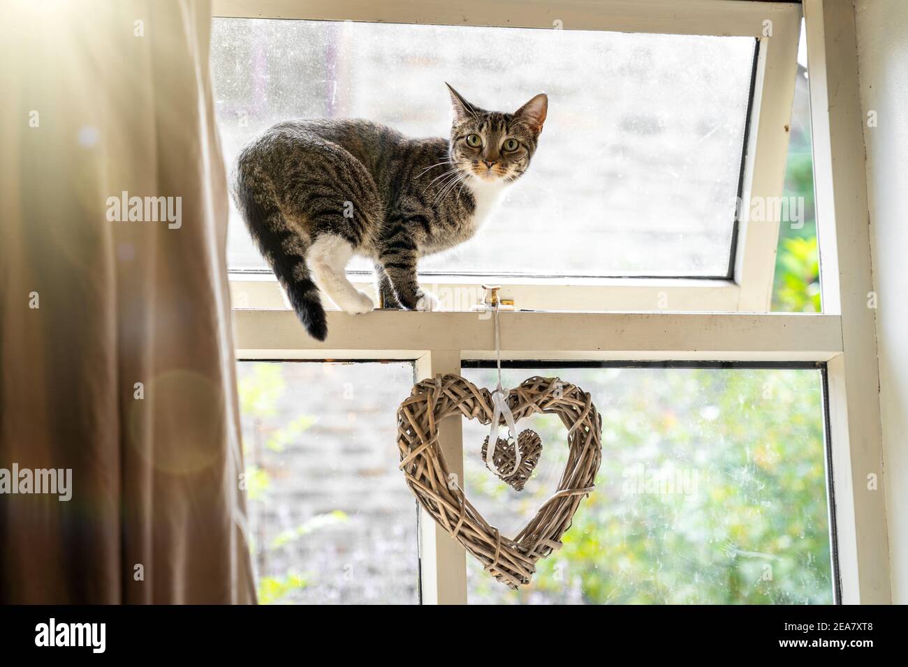 Nette junge neugierige Katze schöne große Augen balancieren stehend thront Offenes Fenster Liebe Herz von innen sonnigen Tag Klettern in Haus raus Stockfoto