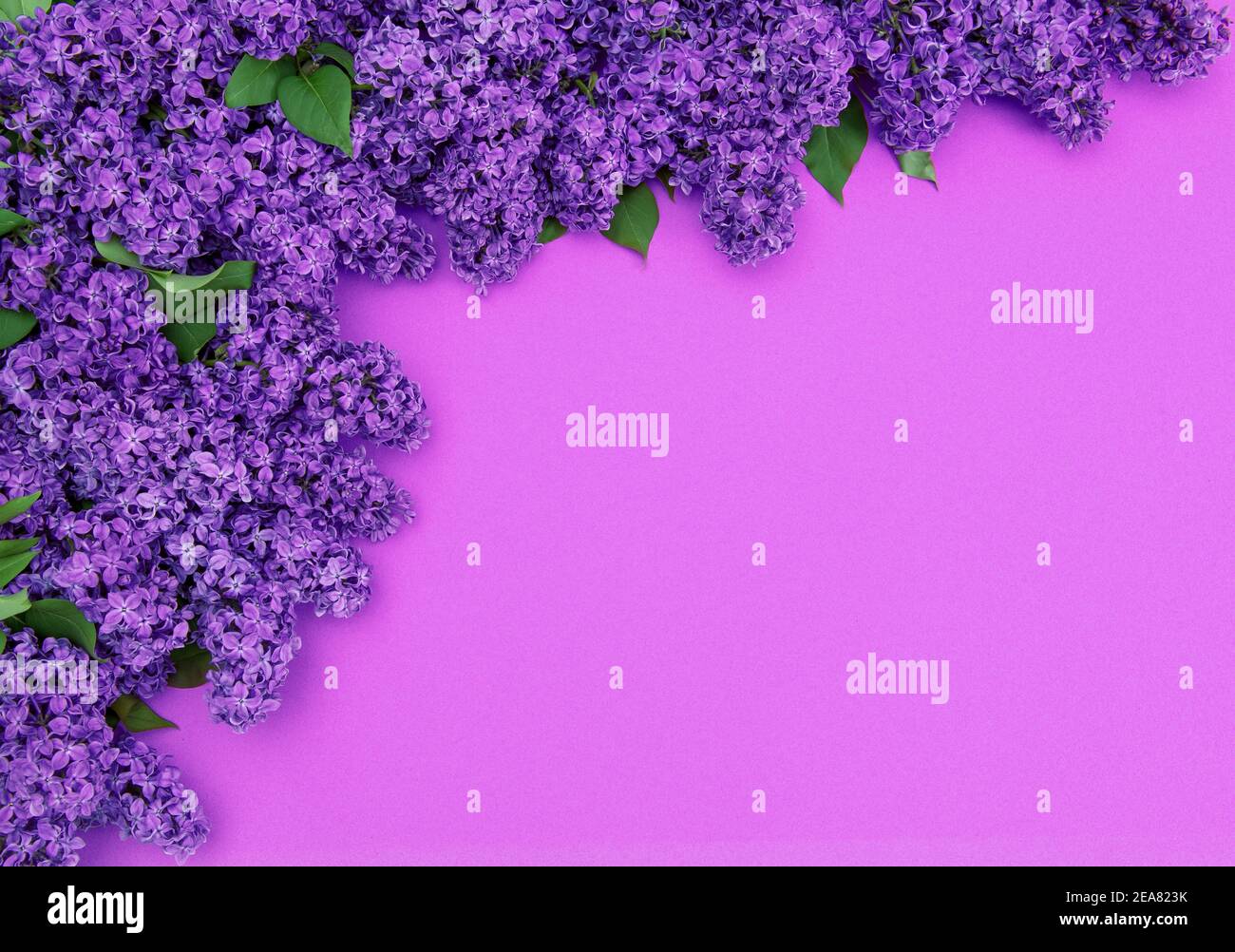 Lila Flieder Blüten mit grünen Blättern. Blumenrand Hintergrund Stockfoto