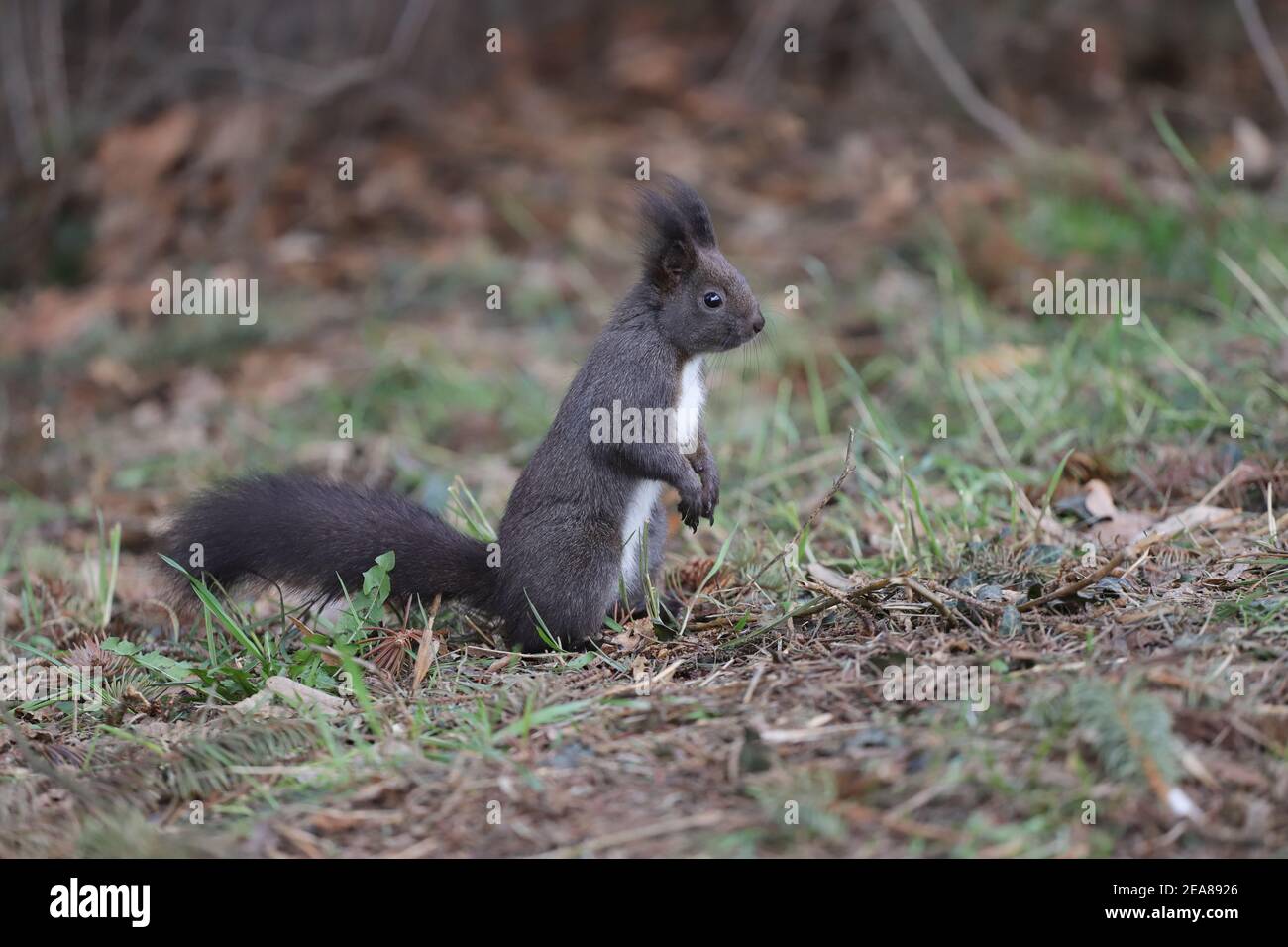 Eichhörnchen steht aufrecht auf dem Boden Stockfoto