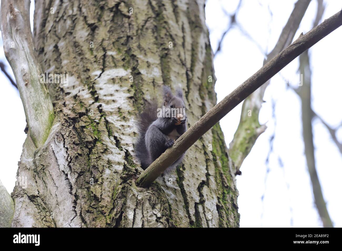 Das Eichhörnchen steht auf dem Ast die Risse und frisst die Walnuss Stockfoto