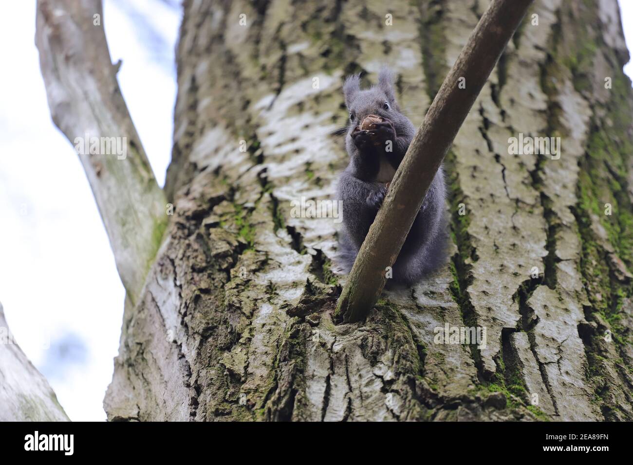 Das Eichhörnchen steht auf dem Ast die Risse und frisst die Walnuss Stockfoto