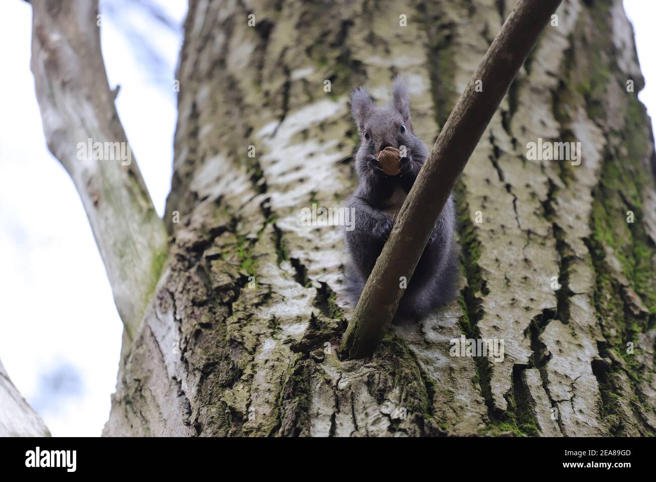 Das Eichhörnchen steht auf dem Ast die Risse und frisst die Walnuss Stockfoto