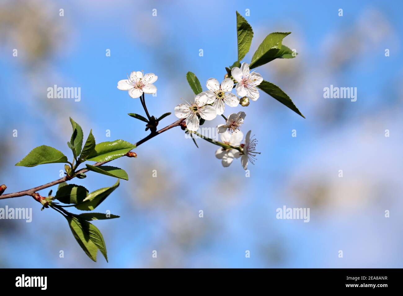 Kirschblüte im Frühling auf dem Hintergrund des blauen Himmels. Die weißen Blumen auf dem Zweig im Garten, die weichen Farben Stockfoto