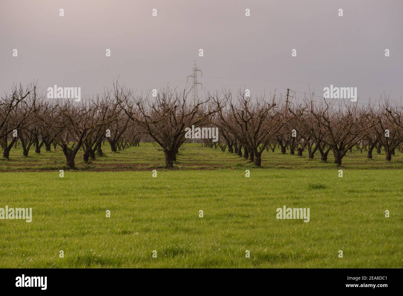 Pflanzen von Pfirsichbäumen ohne Blätter in der Wintersaison Stockfoto