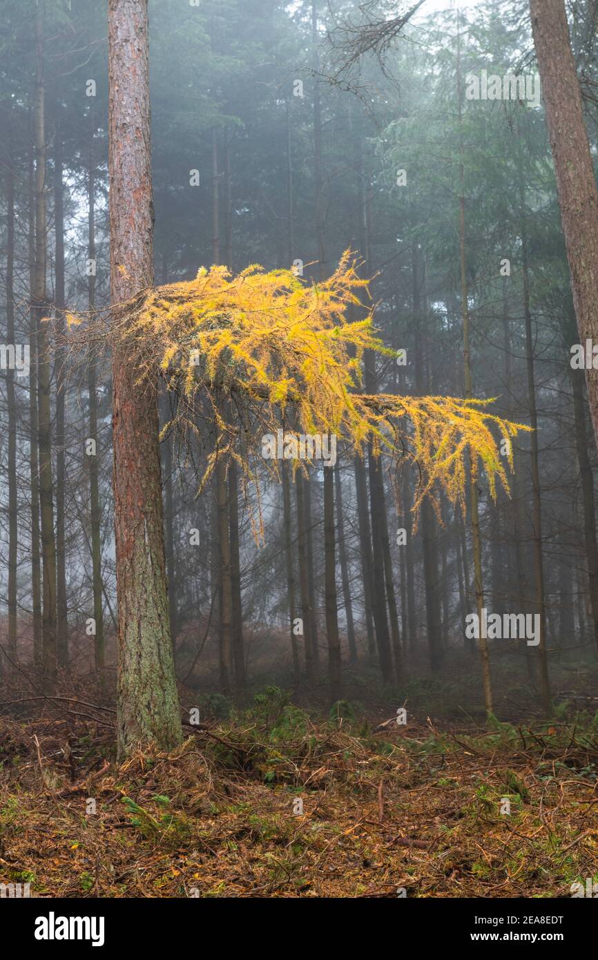 Schöner Baum früh an einem nebligen Morgen mit interessanten gelben Blätter Stockfoto