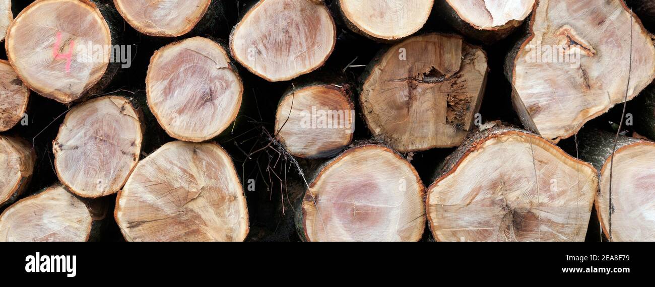 Stapel von Buchenstämmen in der Nähe Stockfoto