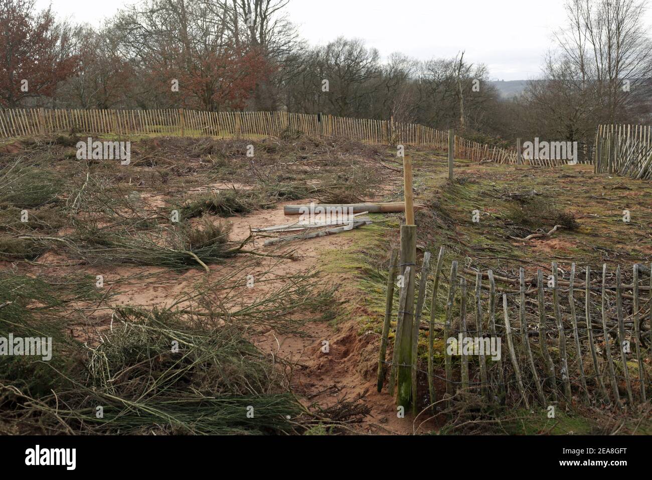 Bereich von Hartlebury gemeinsame eingezäunt, um Heide Regeneration zu unterstützen. Stockfoto