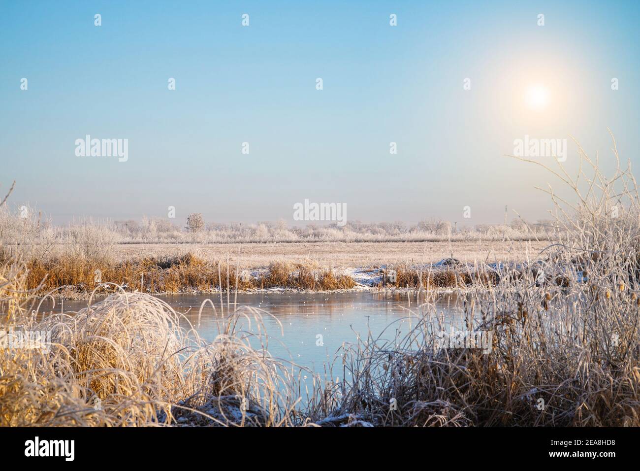 Wiesen Lieschgras Stockfotos und bilder Kaufen Alamy