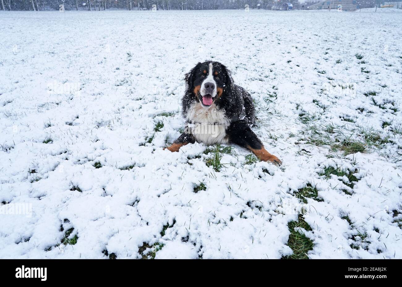 Berner Sennenhund liegt im Schnee im Park Stockfoto
