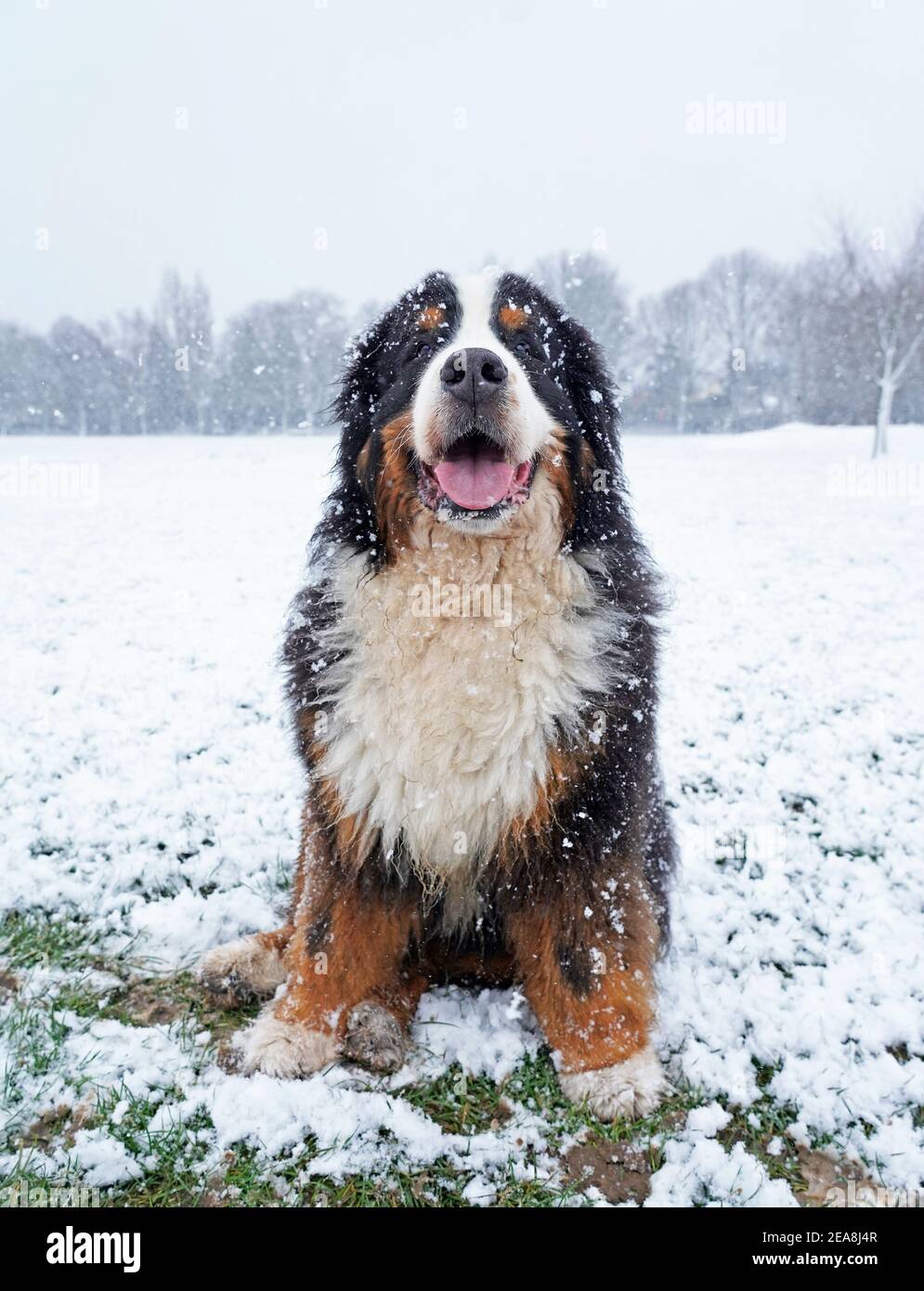 Glücklicher Berner Sennenhund sitzt im Schnee in der parken Stockfoto