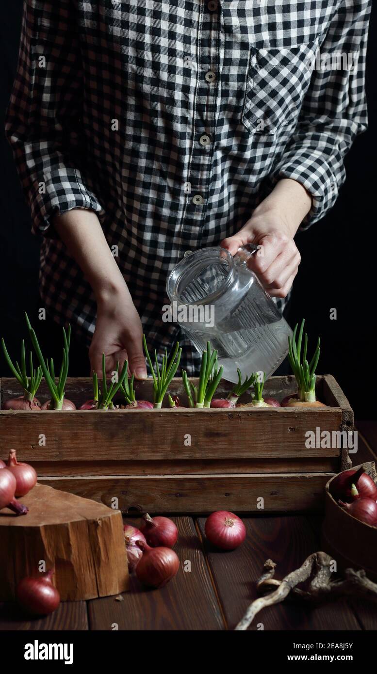 Frau Pflanzung Zwiebeln für Frühling grün Sprossen Nahrung, Haus Indoor-Gartenkonzept, dunkel launischen Hintergrund, Teil des Körpers Ernte ohne Stockfoto