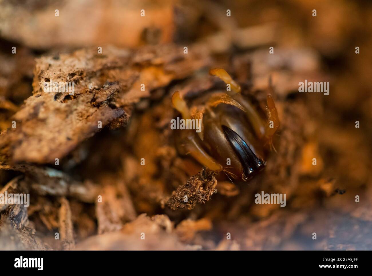 Purseweb-Spinne (Calommata signata) Stockfoto