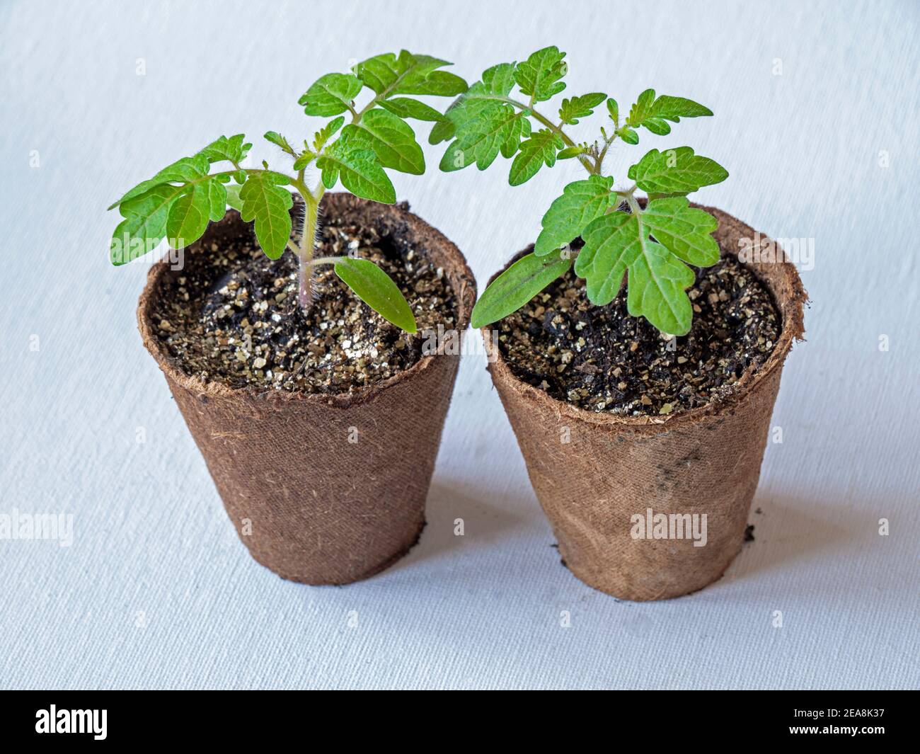 Zwei Tomatensämlinge, Variety House, wächst in Fasertöpfen auf weißem Hintergrund Stockfoto