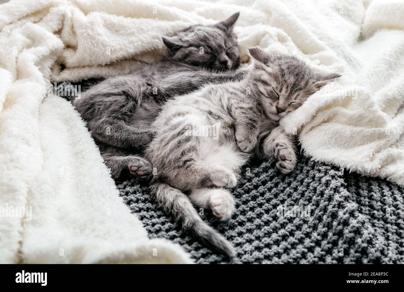 Ein Paar von 2 Kätzchen schlafen umarmt auf grauer, bedeckter weißer Decke. Umarmungen lieben 2 Katzen. Familie der reinrassigen Katzen. Haustiere haben Stockfoto